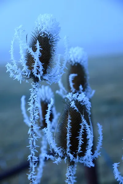 DSC_0970 (Large).JPG